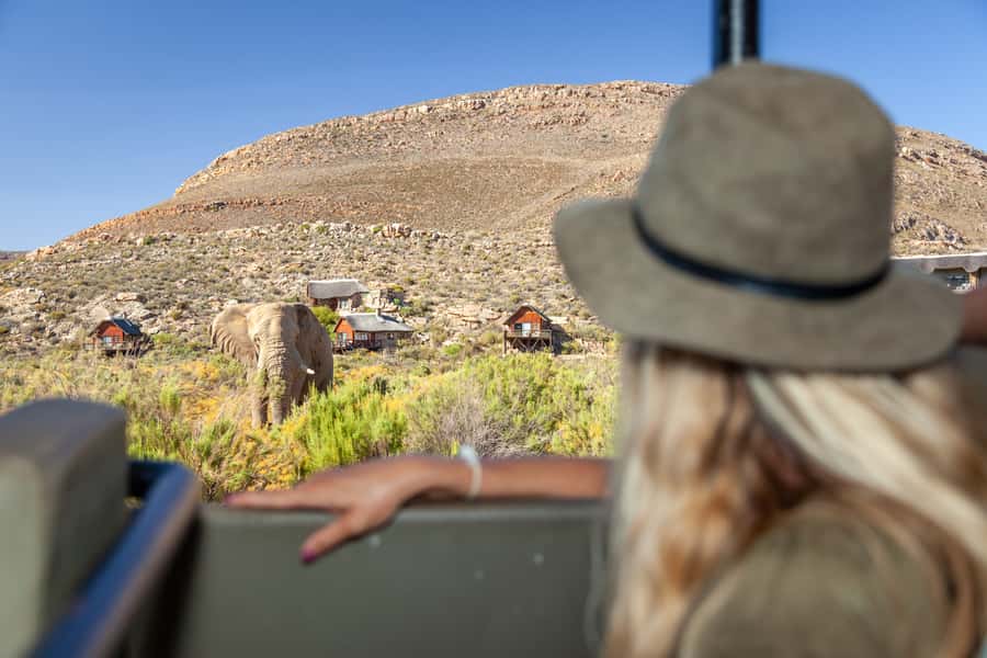 From Cape Town: Big Five Sunset Safari incl. Transportation - Key points at a glance