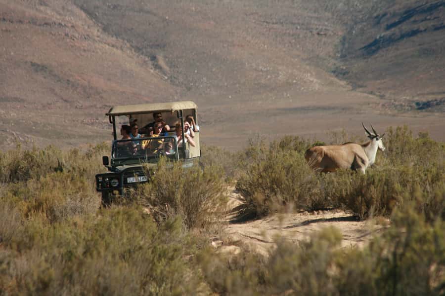 From Cape Town: Big Five Sunset Safari incl. Transportation - The 2 to 3 hour Big Five game drive