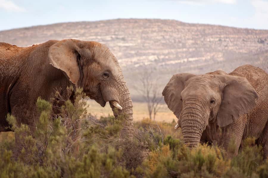 From Cape Town: Big Five Sunset Safari incl. Transportation - Who will enjoy this safari most?