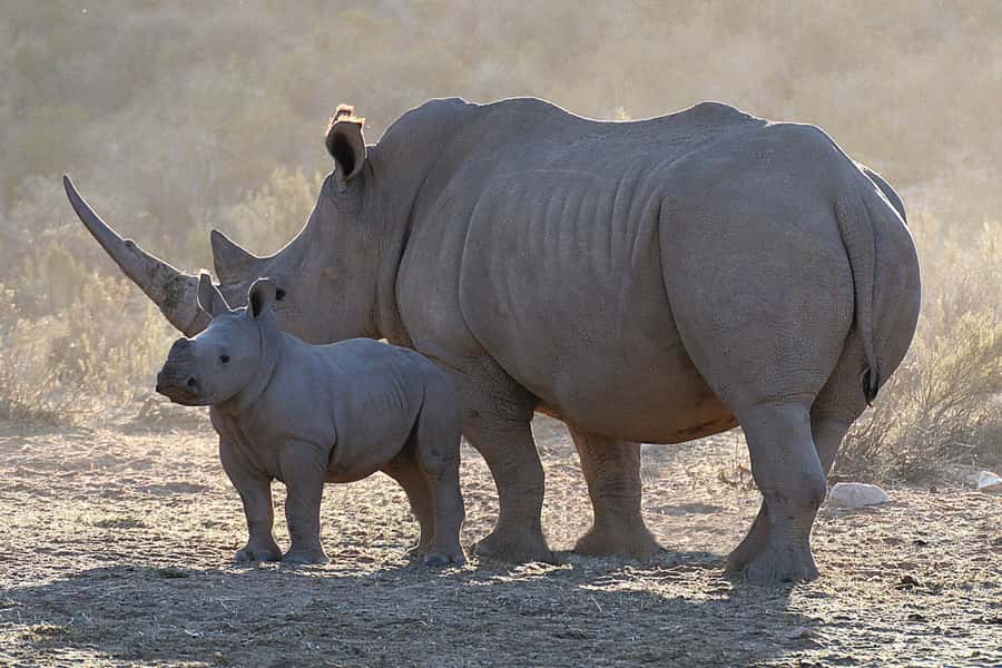 From Cape Town: Big Five Sunset Safari incl. Transportation - Practical timing and booking advice