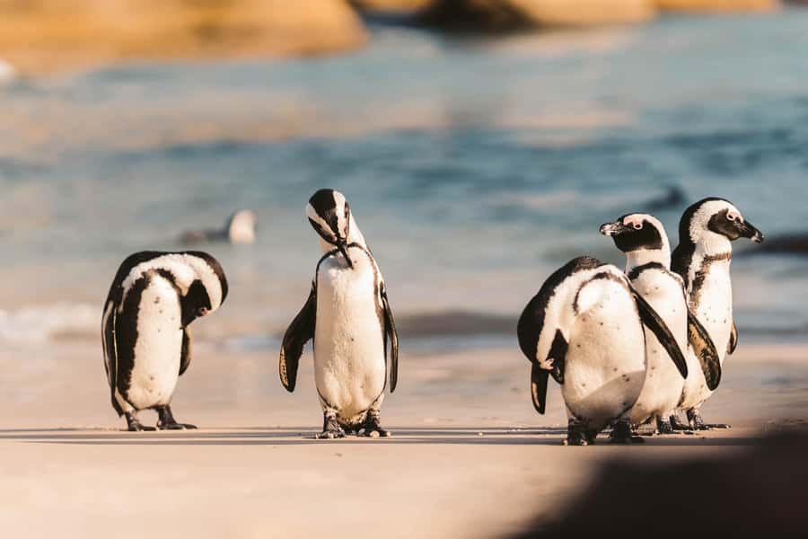 From Cape Town: Cape Agulhas, Penguins, Wine Tasting Tour - Cape Agulhas is worth the long road from Cape Town