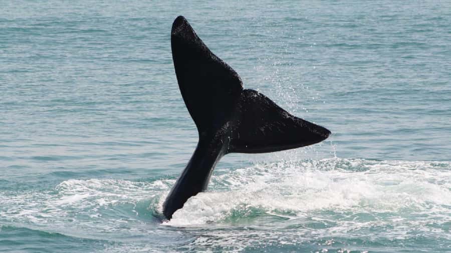 From Cape Town: Cape Agulhas, Penguins, Wine Tasting Tour - A 7:00 a.m. start and a small-group feel