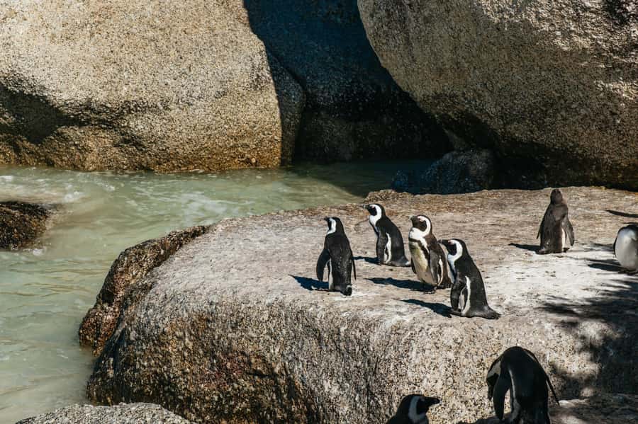 From Cape Town: Cape Peninsula & Boulders Penguin Beach Tour - Why this Cape Peninsula tour works so well