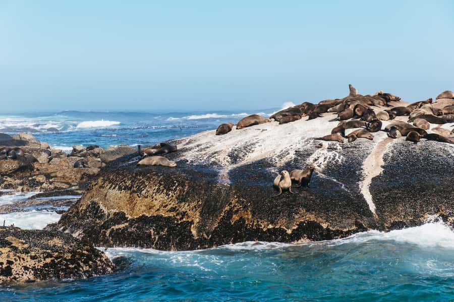 From Cape Town: Cape Peninsula & Boulders Penguin Beach Tour - Hout Bay and Duiker Island add a choice
