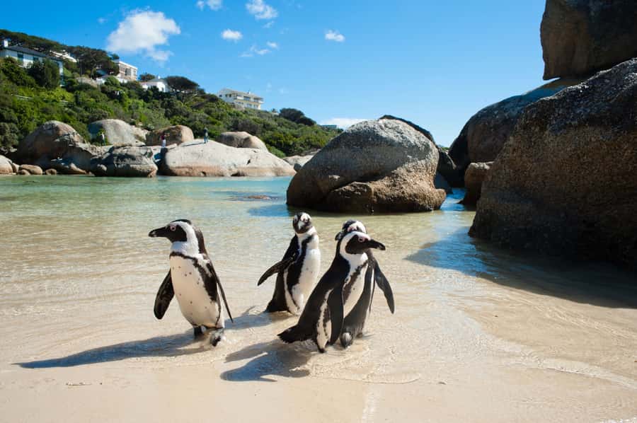 From Cape Town: Cape Point and Boulders Beach Full-Day Tour - Key points at a glance
