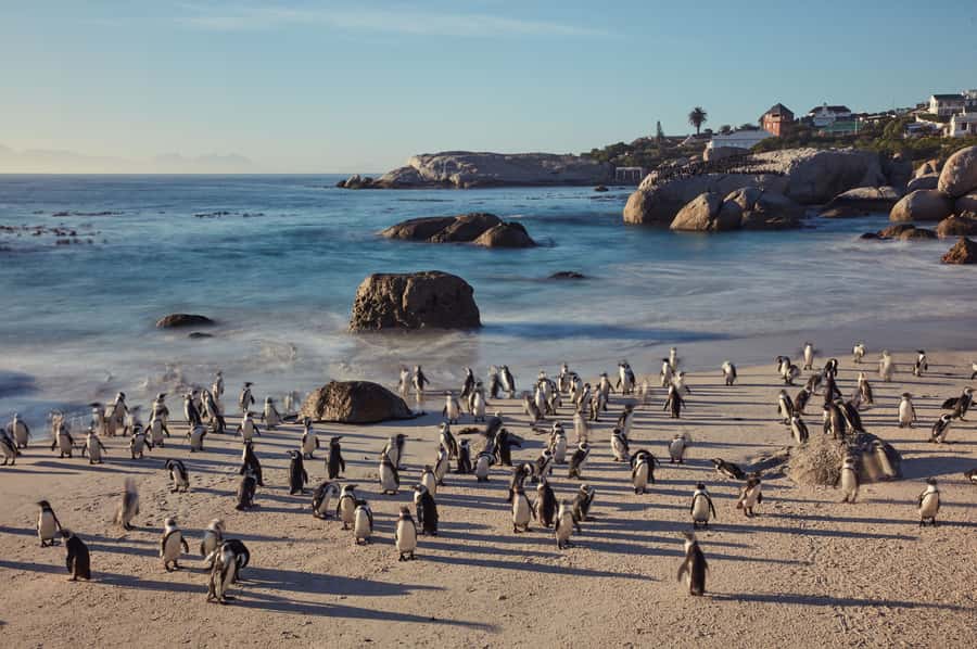 From Cape Town: Cape Point and Boulders Beach Full-Day Tour - Lunch and the cost of the extras