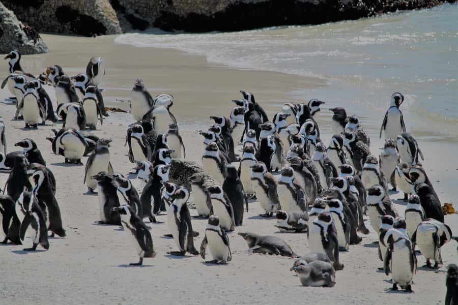 From Cape Town: Cape Point and Boulders Beach Half-Day Tour - Key points to know before booking
