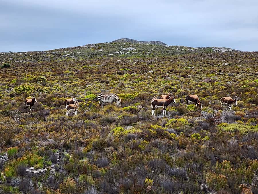 From Cape Town: Cape Point and Boulders Beach Half-Day Tour - What the $40 price really includes
