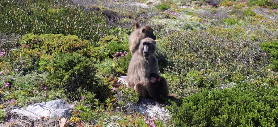 From Cape Town: Cape Point and Boulders Beach Half-Day Tour - Why this five-hour route works so well