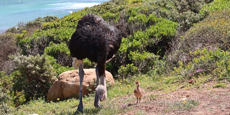 From Cape Town: Cape Point and Boulders Beach Half-Day Tour - Boulders Beach brings you close to African penguins
