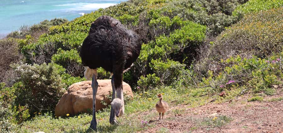 From Cape Town: Cape Point and Boulders Beach Half-Day Tour - Cape Point Lighthouse is the main event