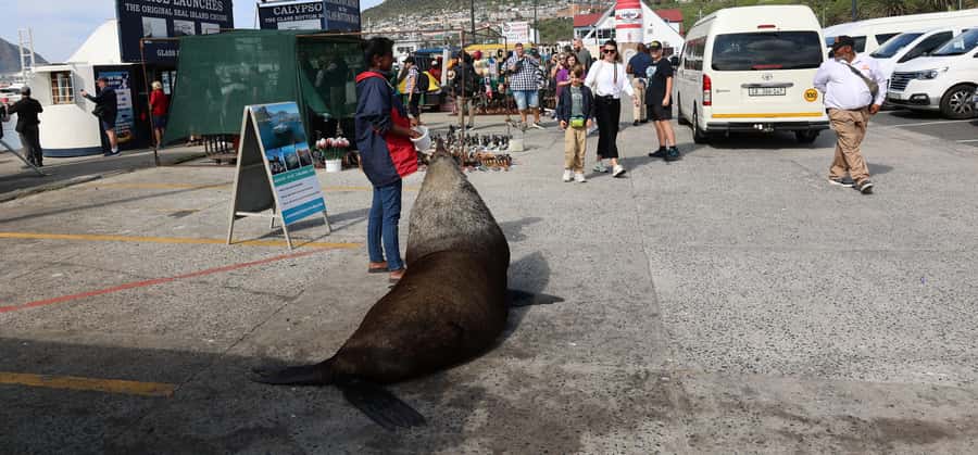 From Cape Town: Cape Point & Boulders Beach Full-Day Tour - Hout Bay and the optional seal trip