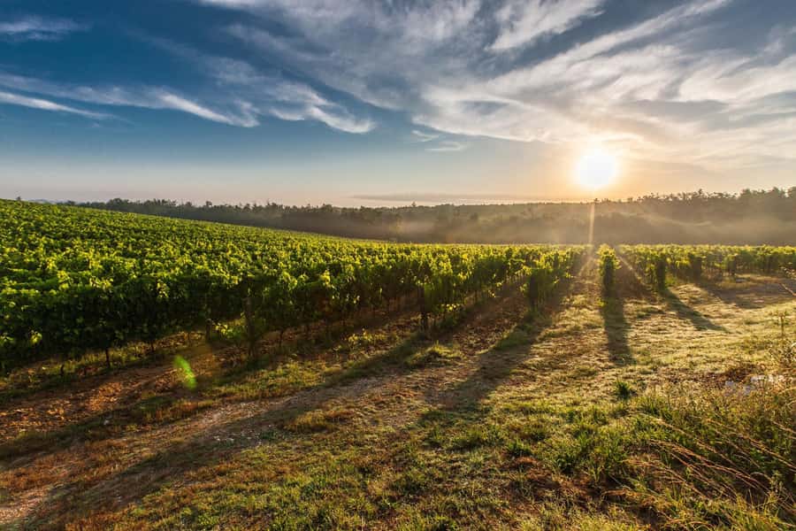 From Cape Town: Cape Winelands Full-Day Private Tour - Marianne Wine Estate pairs red wine with biltong