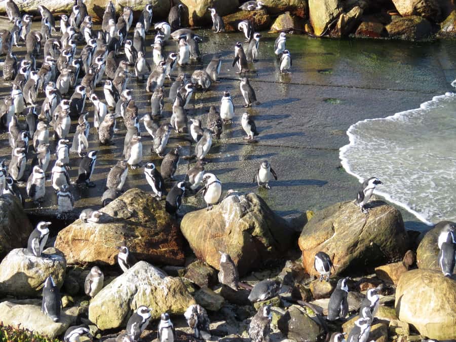 From Cape Town: Full-Day Cape Agulhas Private Tour - Hermanus brings food, wine, and whale season