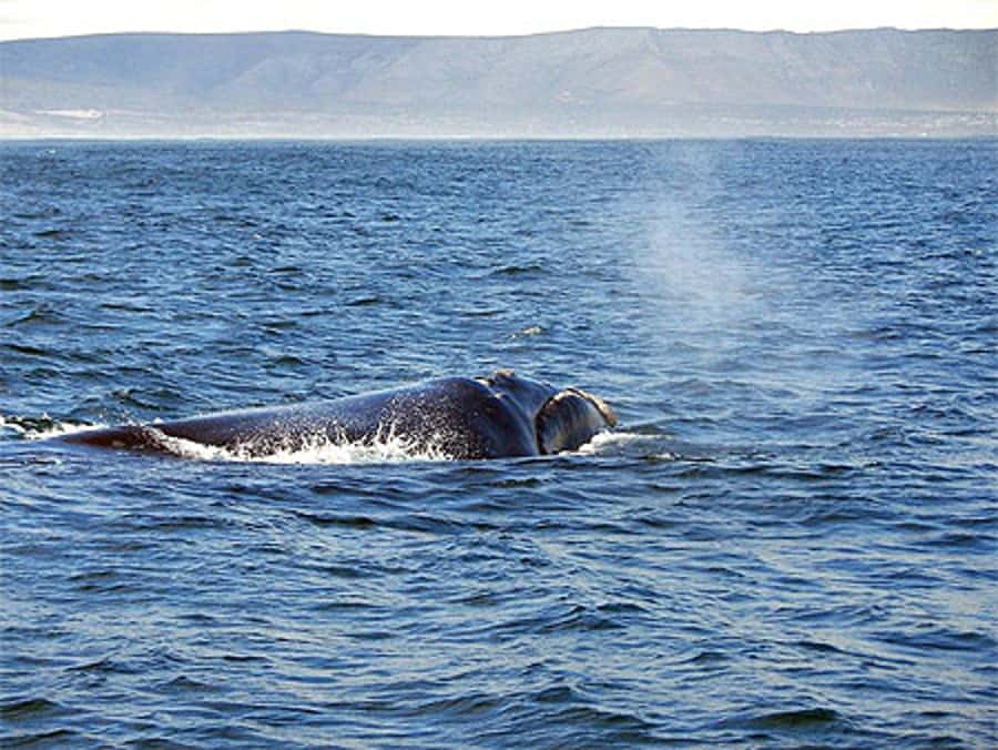 From Cape Town: Full Day Hermanus Whale Watching Tour - Why Hermanus makes sense for a whale-watching day