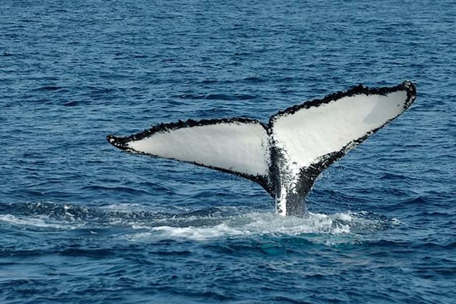 From Cape Town: Full Day Hermanus Whale Watching Tour - Three hours in Hermanus for whale watching