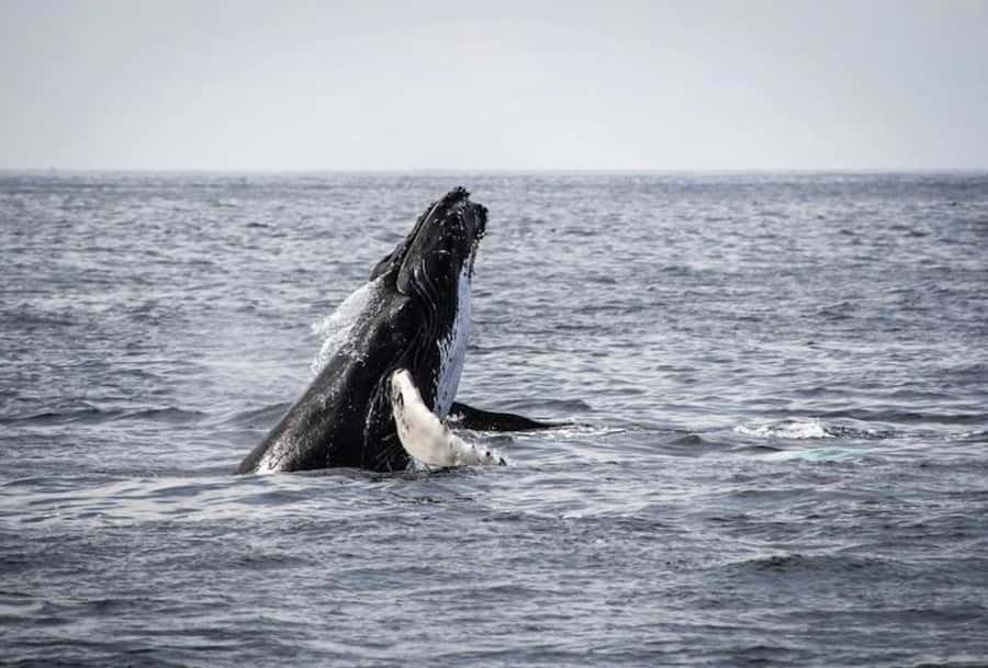 From Cape Town: Full Day Hermanus Whale Watching Tour - Wine in the Hemel en Aarde Valley