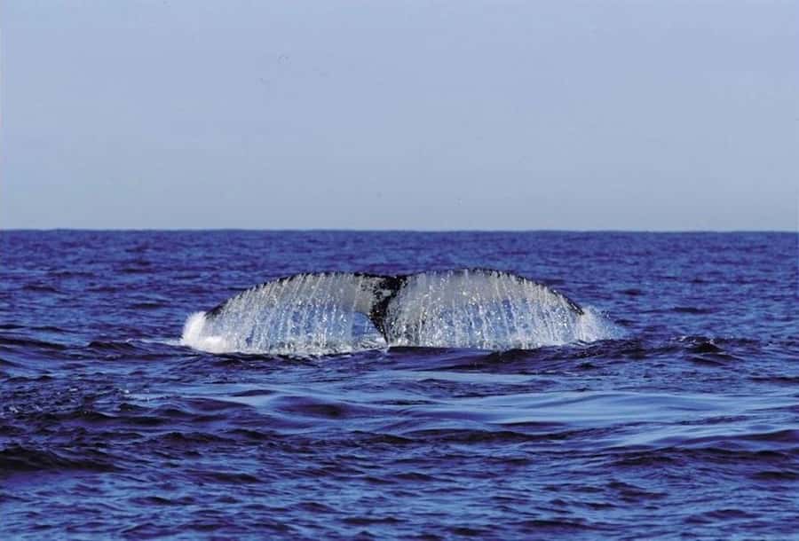 From Cape Town: Full Day Hermanus Whale Watching Tour - Is $120 good value?