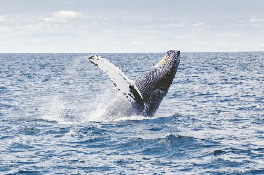 From Cape Town: Full Day Hermanus Whale Watching Tour - The road to Hermanus, with Betty’s Bay along the way