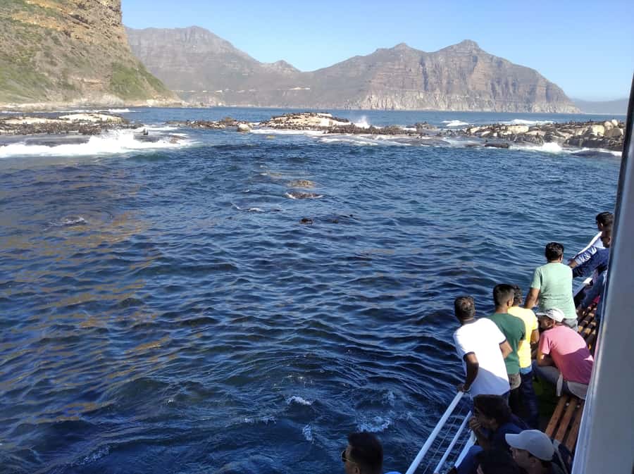 From Cape Town: Glass-Bottom Boat Seal Watching Tour - Returning to Hout Bay with possible wildlife sightings
