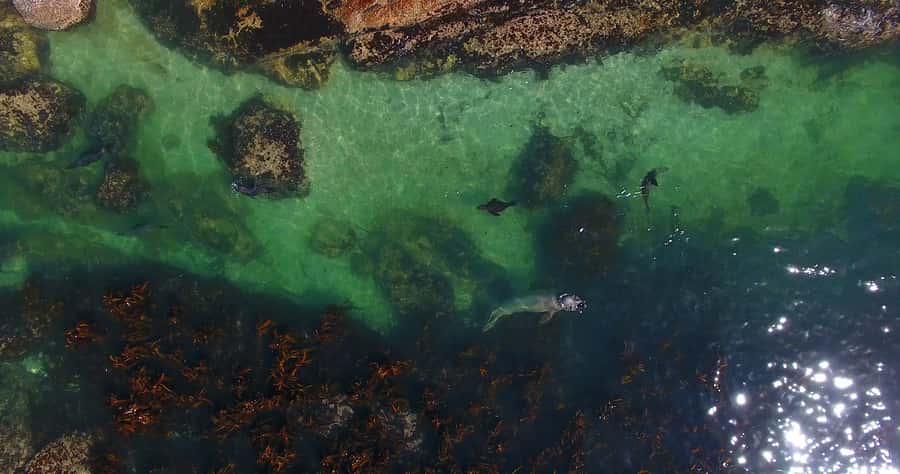 From Cape Town: Glass-Bottom Boat Seal Watching Tour - Booking flexibility and timing