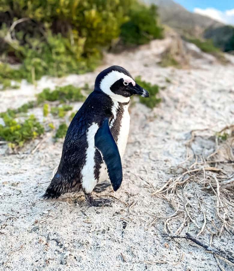 From Cape Town: Half Day Cape Point & Penguins Tour - Cape Point Nature Reserve and the lighthouse area