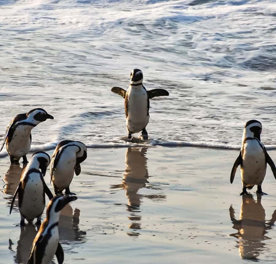From Cape Town: Half Day Cape Point & Penguins Tour - The return through Fish Hoek and southern Cape Town