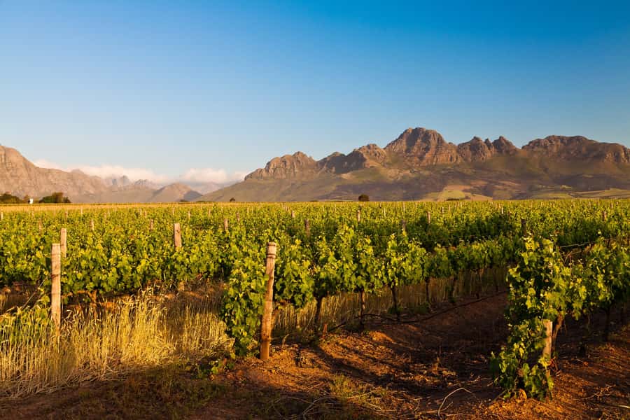 From Cape Town: Half Day Winelands Tour with winetasting - A quick route from Cape Town to the vineyards
