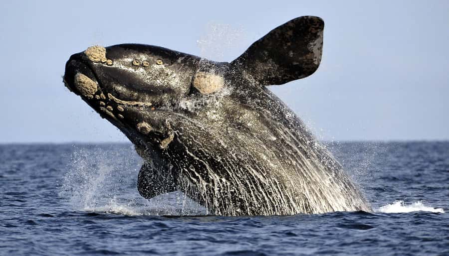 From Cape Town: Hermanus Whale Watching Boat Trip - Why the Gansbaai and Hermanus coast is worth the long road