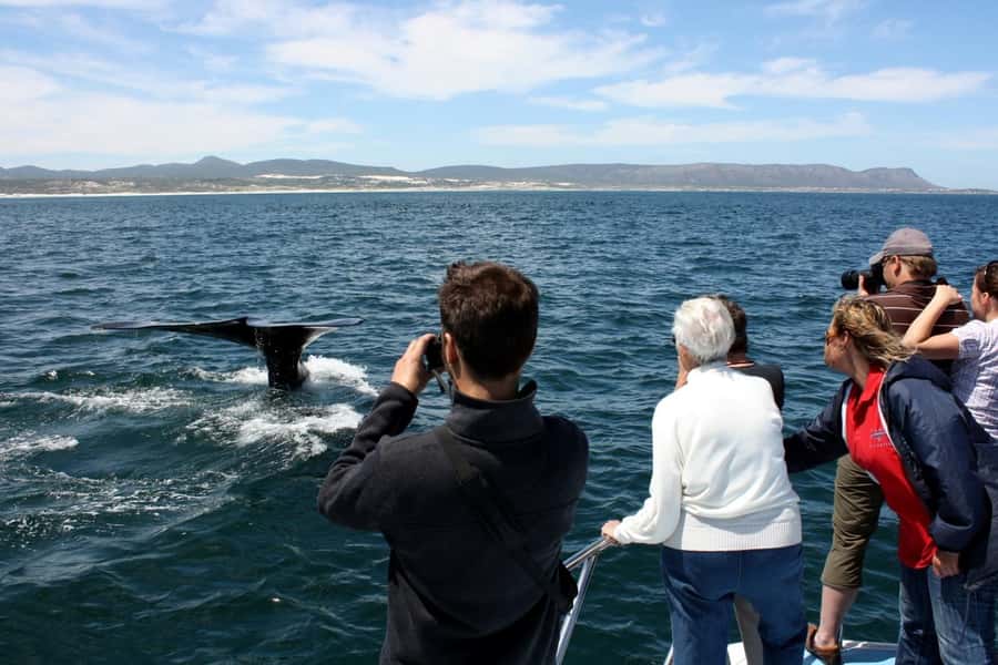 From Cape Town: Hermanus Whale Watching Boat Trip - Arriving at the fishing harbor in Gansbaai