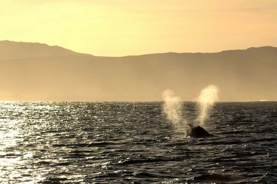 From Cape Town: Hermanus Whale Watching Boat Trip - Looking for Southern Right Whales and calves