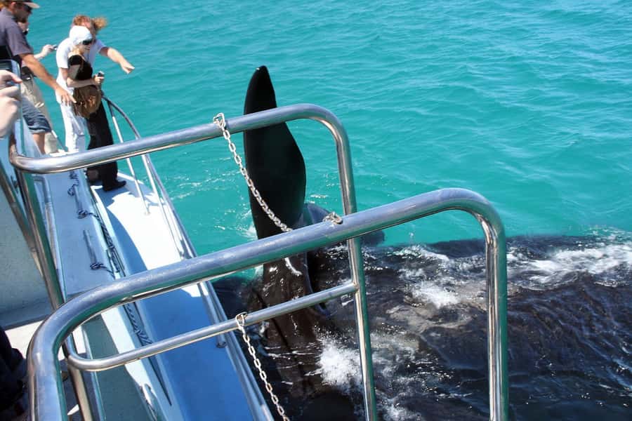 From Cape Town: Hermanus Whale Watching Boat Trip - What the crew does well