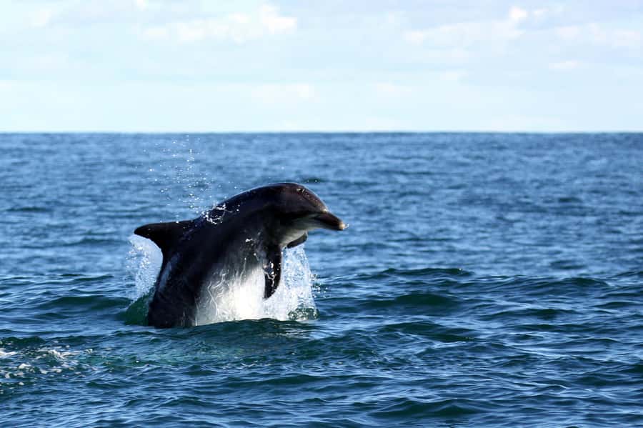 From Cape Town: Hermanus Whale Watching Boat Trip - Is $221 a fair price?