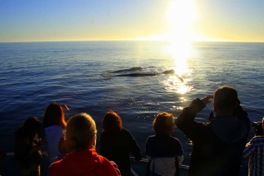 From Cape Town: Hermanus Whale Watching Boat Trip - Who will enjoy this trip most?