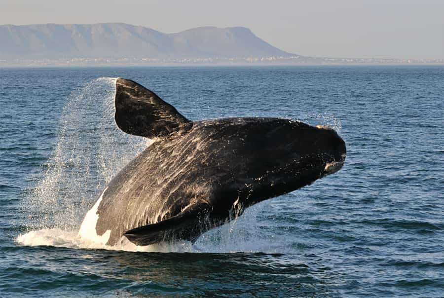 From Cape Town: Hermanus Whale Watching Full Day Tour - Why the road to Hermanus matters