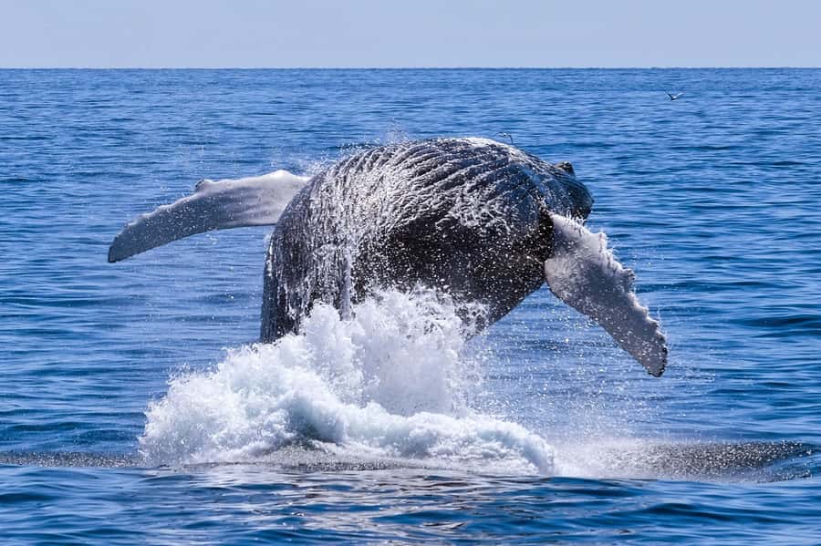 From Cape Town: Hermanus Whale Watching Full Day Tour - Free time in Hermanus