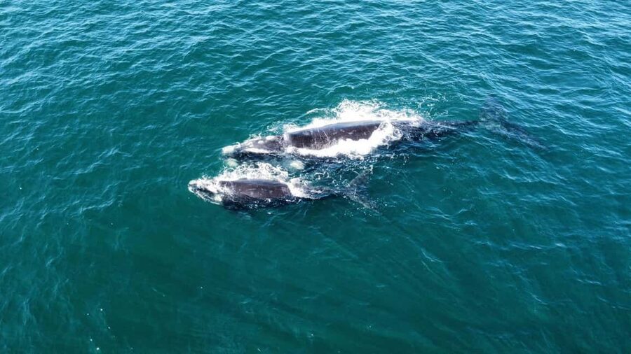 From Cape Town: Hermanus Whale Watching Tour with Boat Trip - Key points at a glance