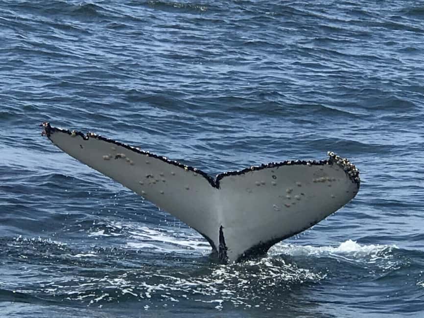 From Cape Town: Hermanus Whale Watching Tour with Boat Trip - The two-hour road to Hermanus