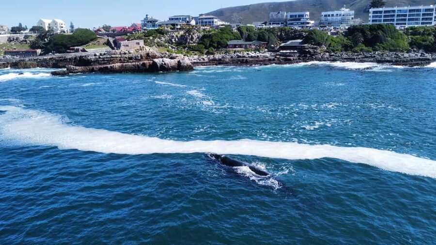 From Cape Town: Hermanus Whale Watching Tour with Boat Trip - The 2 to 3-hour boat trip
