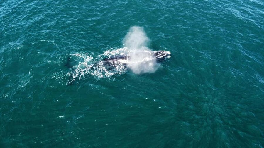From Cape Town: Hermanus Whale Watching Tour with Boat Trip - Why whale season matters
