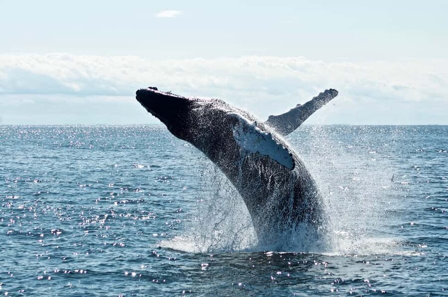 From Cape Town: Hermanus Whale Watching Tour with Boat Trip - Guides, drivers, and flexibility