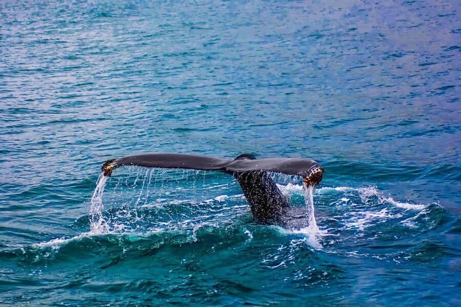 From Cape Town: Hermanus Whale Watching Tour with Boat Trip - Who should book this day out?