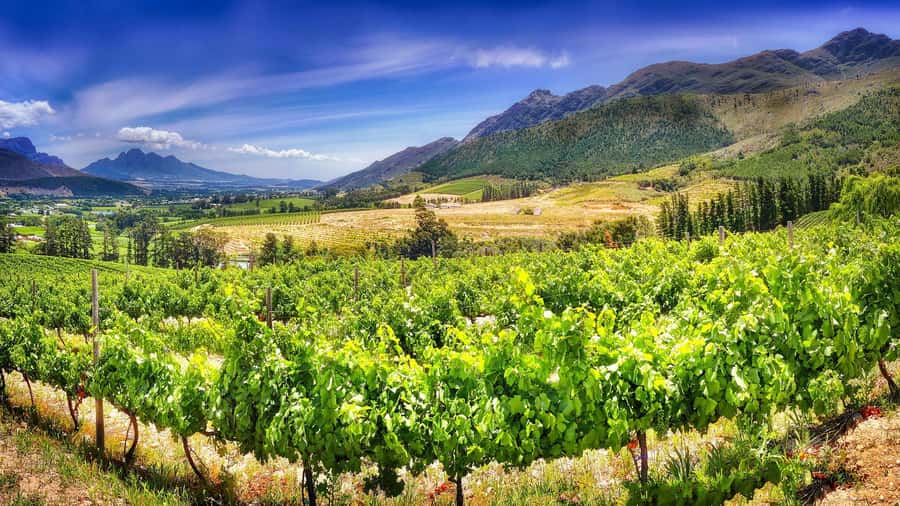 From Cape Town: Hermanus Whale Watching Tour with Transfer - Somerset West and Sir Lowry’s Pass