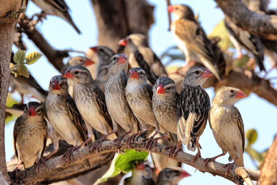 From Cape Town: Kruger National Park 2-Day Safari Trip - Key points to know before booking