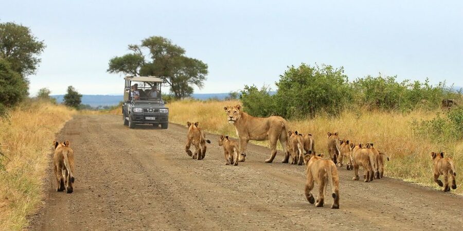 From Cape Town: Kruger National Park 2-Day Safari Trip - Why this short Kruger trip works