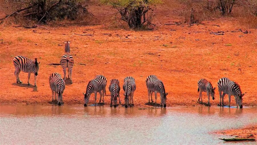 From Cape Town: Kruger National Park 2-Day Safari Trip - The first afternoon inside Kruger