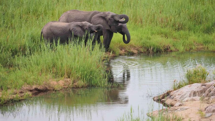 From Cape Town: Kruger National Park 2-Day Safari Trip - Who should book this two-day safari