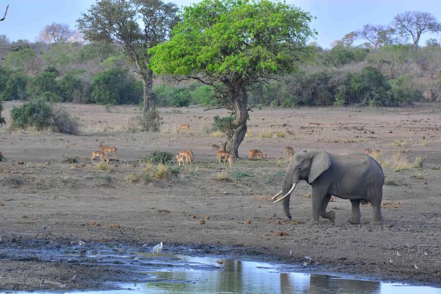 From Cape Town: Kruger National Park 2-Day Safari Trip - Small details that will improve your day