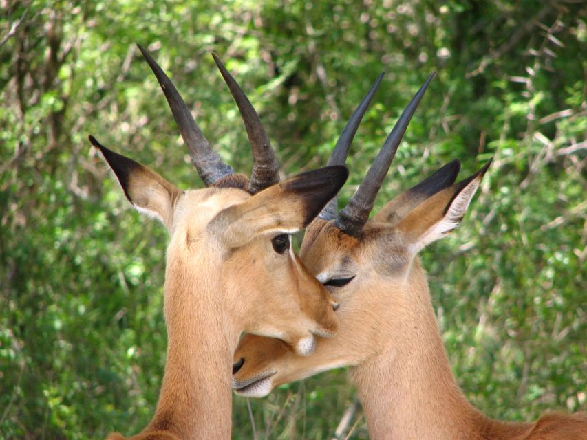 From Cape Town: Kruger National Park 2-Day Safari Trip - Cape Town to Johannesburg, then across Mpumalanga