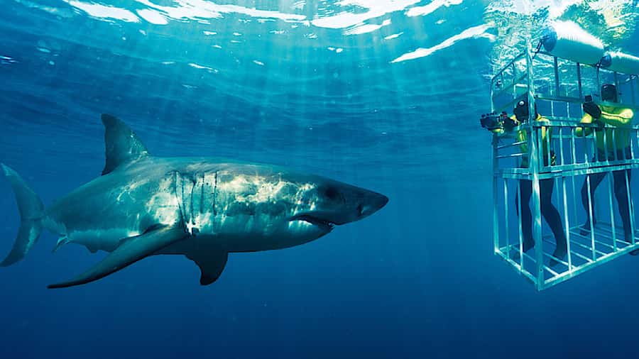 From Cape Town: Shark Cage Diving and Penguin Tour - The Gansbaai shark cage experience